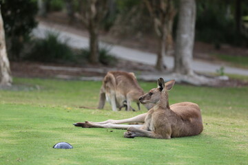 kangaroo in the grass