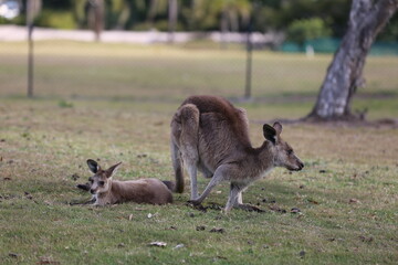 kangaroo in the zoo