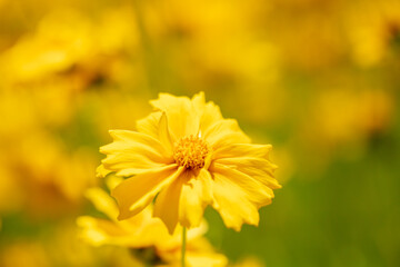 黄色い花のお花畑　フラワー　背景素材