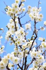 Obraz premium Ume 2021