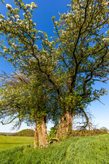 alter knorriger Apfelbaum