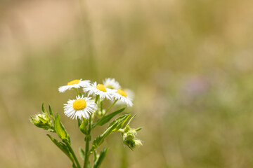 夏の田舎の風景　森や青空　花々と影と光