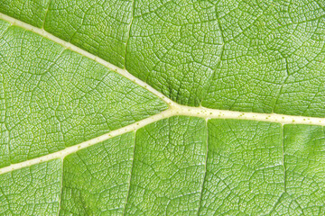 close up detail of a giant Gunnera tinctoria leaf, known as giant rhubarb or Chilean rhubarb, a flowering plant species native to southern Chile and neighbouring zones in Argentina.