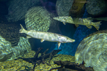 Pikes hide in the depths among tree trunks. Large pikes took refuge among the flooded trees.