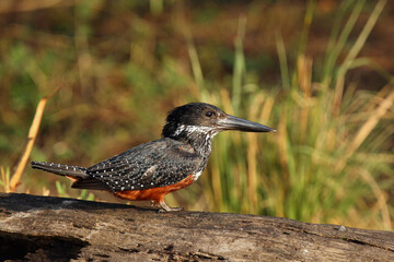 Giant kingfisher (Megaceryle maxima) sitting on the trunk of the Nile with green background.