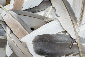 brown and white pigeon feathers. background or textura
