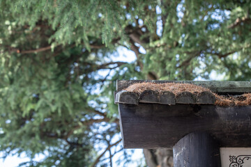 日本の夏の風景　杉の木の写真と青空