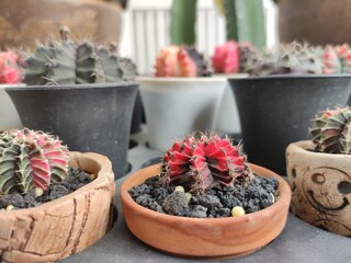 cactus in pots