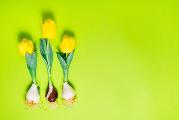 Fresh tulips with bulb on green background