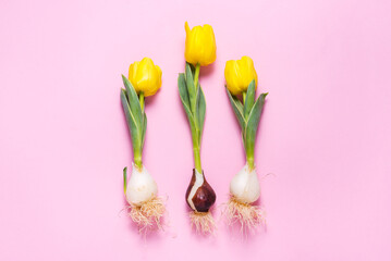 Fresh tulips with bulb on pink background