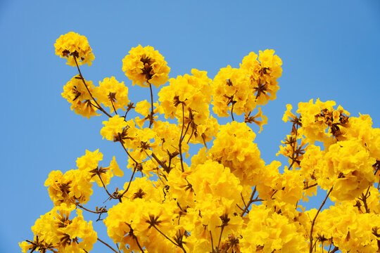 blooming Guayacan or Handroanthus chrysanthus or Golden Bell Tree