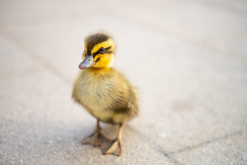 little pet duckling stands on the floor