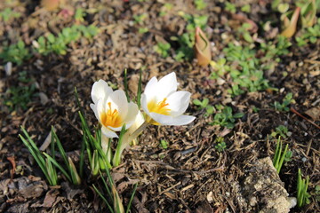 Weiße Krokusse in der Sonne