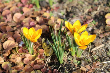 Gelbe Krokusse im Februar