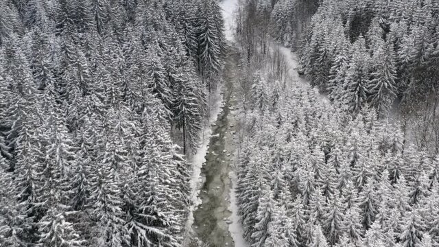 Frozen river valley in a coniferous forest in winter snow, Czechia.