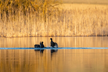 black water bird Eurasian coot, Fulica atra, running on pond surface, morning sun golden color. Czech Republic Europe wildlife