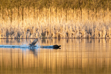 black water bird Eurasian coot, Fulica atra, running on pond surface, morning sun golden color. Czech Republic Europe wildlife