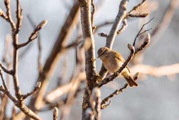 small song bird Willow Warbler (Phylloscopus trochilus) sitting on the branch. Little songbird in the natural habitat. Spring time. Czech Republic, Europe wildlife