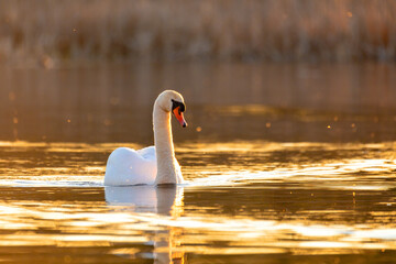 Wild bird mute swan (Cygnus olor) swim in spring on pond, evening sun golden color with nice bokeh...