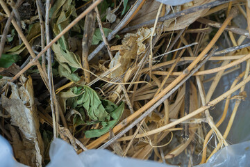 Dry, withered grass in white plastic bag prepare for make composting
