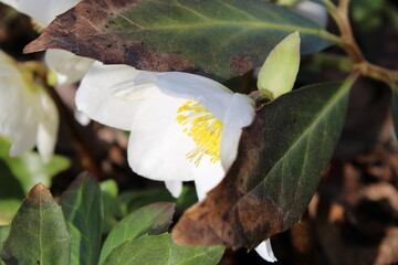 Christrose Blüte im Sonnenlicht