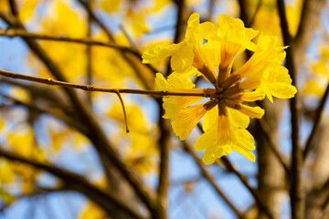 blooming Guayacan or Handroanthus chrysanthus or Golden Bell Tree