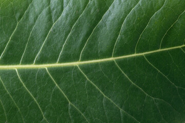 Detalle macro de una hoja de  Ombú (Phytolacca dioica).