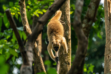 Obraz premium Capuchin Monkey Climbing Down Tree