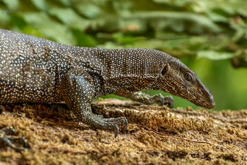 Close-Up View of Komodo Dragon