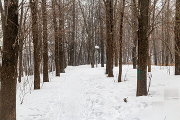 Winter landscape in the park