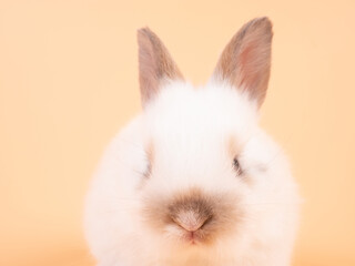 Close up of white baby rabbit on yellow background. Cute baby rabbit.