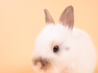 Close up of white baby rabbit on yellow background. Cute baby rabbit.