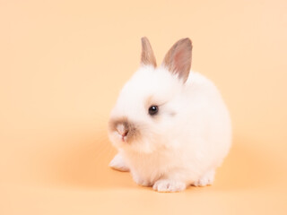 White adorable baby rabbit on yellow background. Cute baby rabbit.