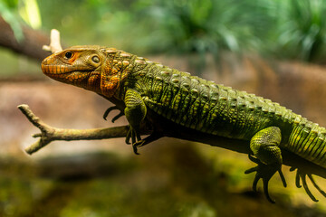 Lizard Resting on Tree Branch