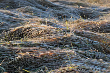 Graslandschaft an einem frostigen Morgen