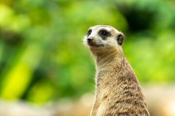 Meerkat Standing Up