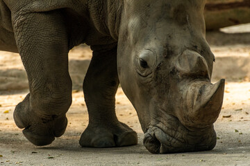 Rhinoceros Sniffing the Ground