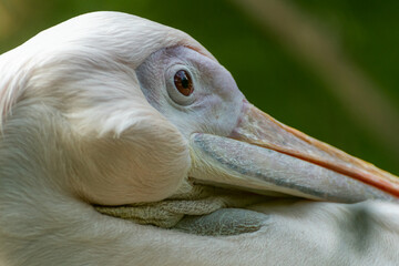 Close-Up View of Wild Duck