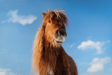Portrait of  miniature shetland breed pony