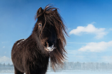 Portrait of beautiful black miniature shetland breed pony in winter