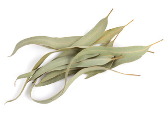 Fototapeta premium A Pile of Whole Eucalyptus Dry (Dried) Leaves. Isolated on White.
