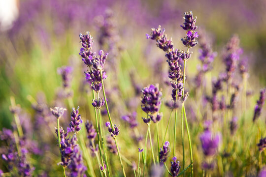 Lavender field in Poland © Olga Gorchichko