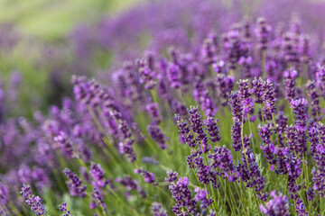 Naklejka premium Lavender field in Poland