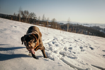 A dog that is covered in snow