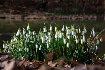 Snowdrops growing between dry brown leaves, also called Galanthus nivalis or schneegloeckchen