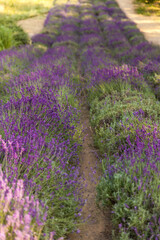 Fototapeta na wymiar Lavender field in Poland