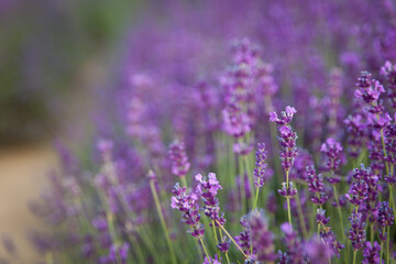 Lavender field in Poland