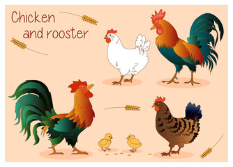 Chicken, rooster and small chickens. Pecked seeds. Chicken family on the farm. Poultry. Pets. Bird.