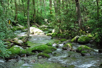 Fototapeta na wymiar Fluss im Great Smoky Mountains National Park, Tennesse