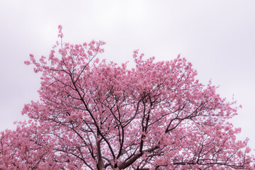 早咲きの河津桜